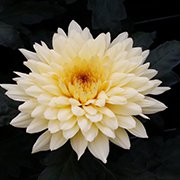 Bristol White Chrysanthemum - Gilbert H. Wild & Son